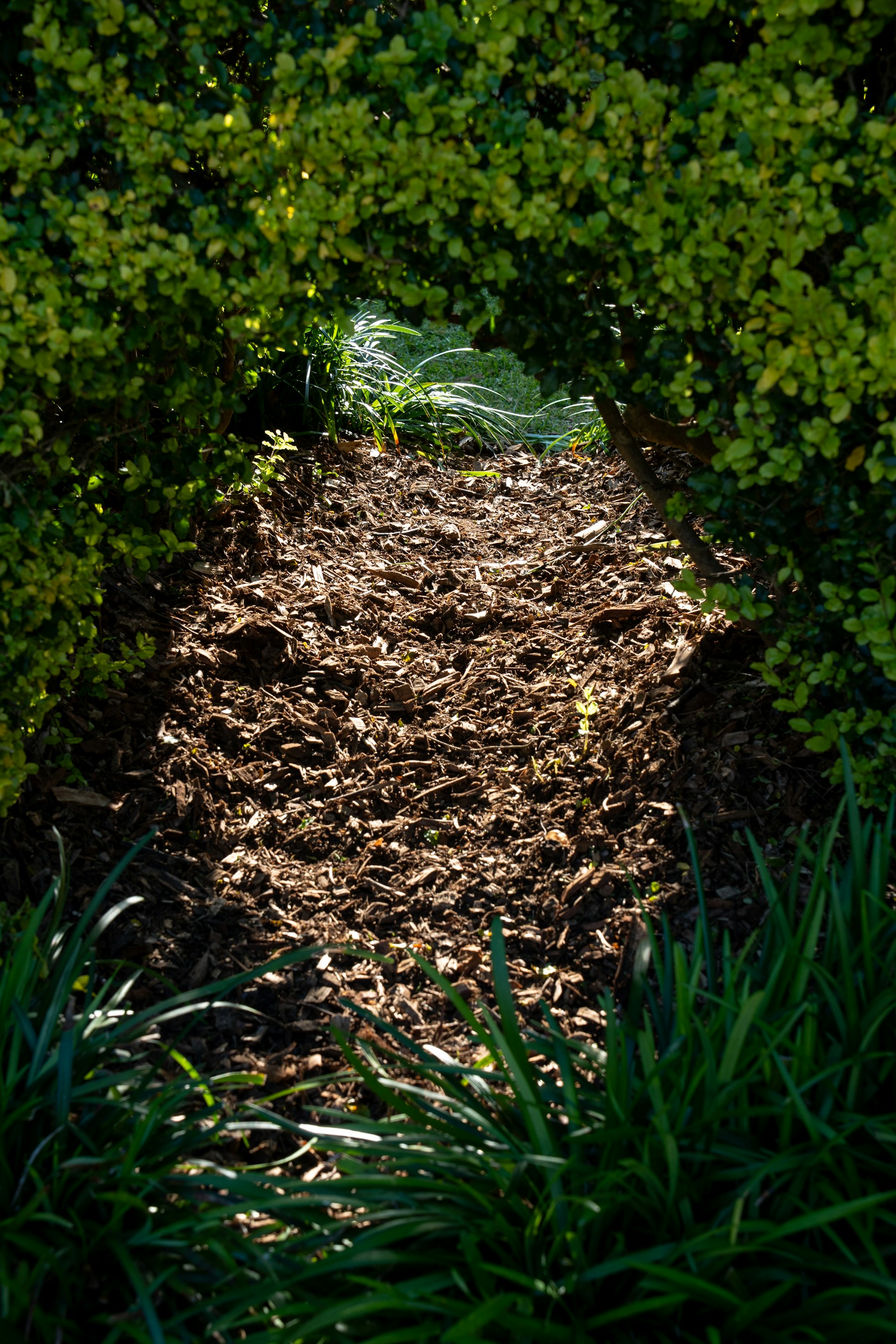 Sonnenbeschienener Gartenweg zwischen üppiger, gepflegter Bepflanzung
